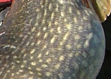 Bulging pike.