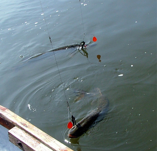 Duelling Spinnerbaits