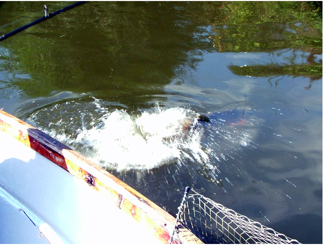 Fighting Pike