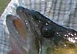 Big zander
