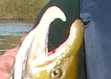 Severn salmon
