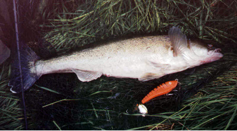 Avon Zander
