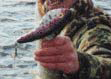 Sex crazed pike?