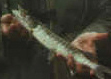 Boyle monster