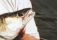 Chris Ulyatts first zander
