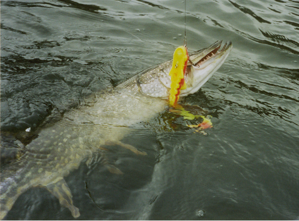 Toothy monster