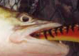 Opening day zander