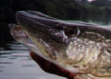 Best fish of a two day Severn session
