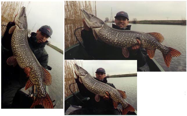 Beautiful pike