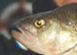 A pike and a perch
