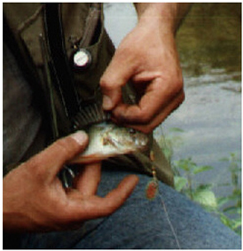 mini-perch
