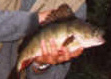 Pit Perch