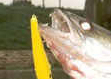 Trolled zander
