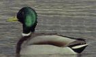 mallard