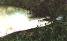 Just the head and lip of the plug showing - click for full-size picture