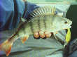 First fish of the day - click for full-size picture
