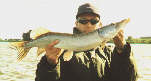 I saw some photos of bigger pike marked with these distinct pale spots. - click for full-size picture