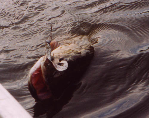 Pike